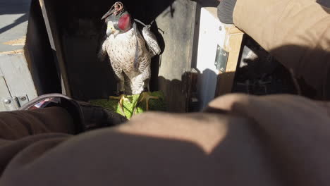 trainer putting falcon in the back of a car after falconry training