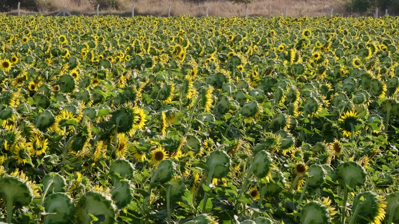 imágenes de una vista del paisaje de un campo de girasoles con un movimiento panorámico de la cámara.