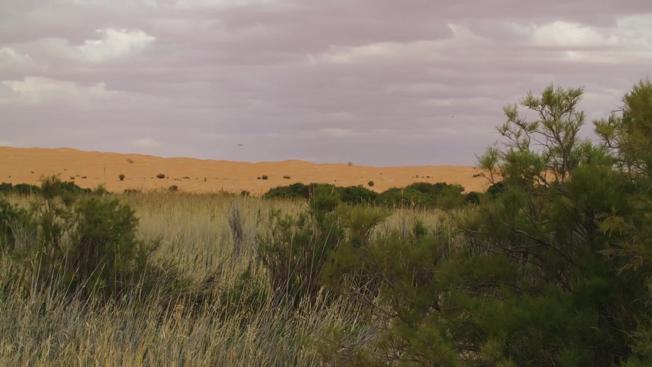 Ripresa aerea con drone di un'oasi verde che contrasta con le vaste dune di sabbia del deserto del Sahara in Tunisia. Palme lussureggianti che incontrano il paesaggio desertico arido vicino a Ksar Ghilane di giorno.