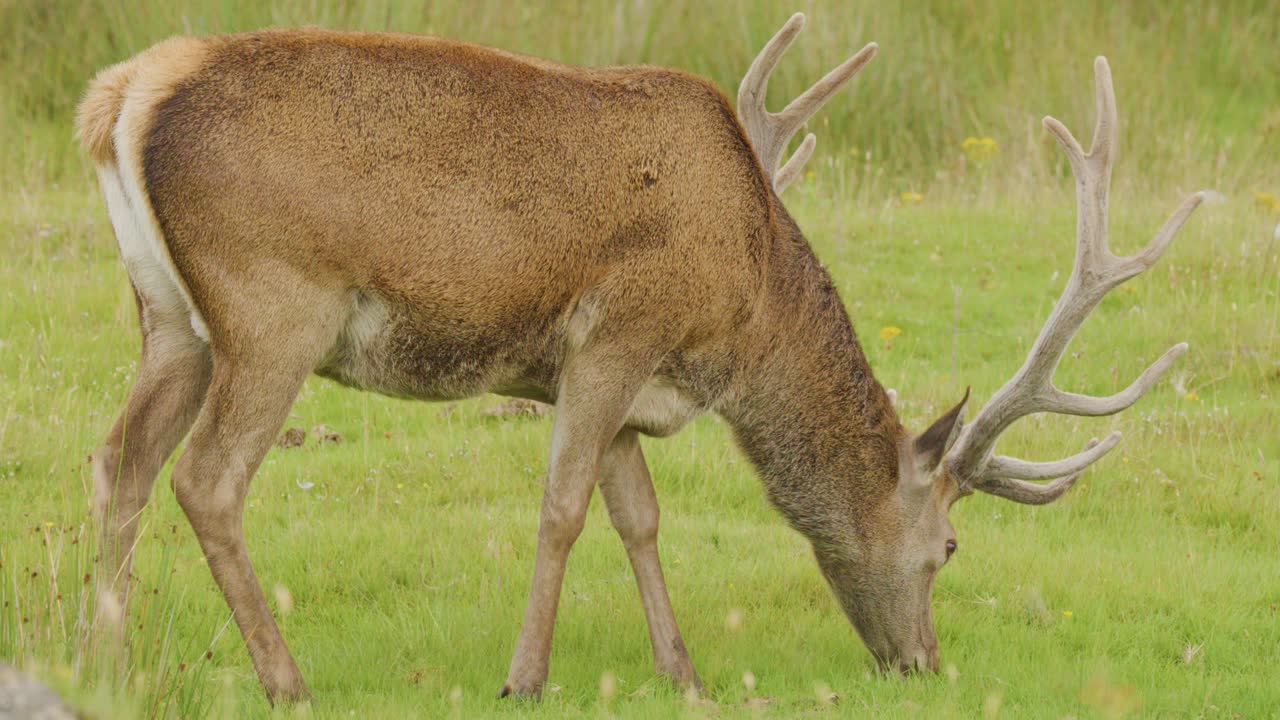 A red deer stag with large antlers grazes calmly in a lush wildflower field under soft natural daylight, captured in a steady side profile shot