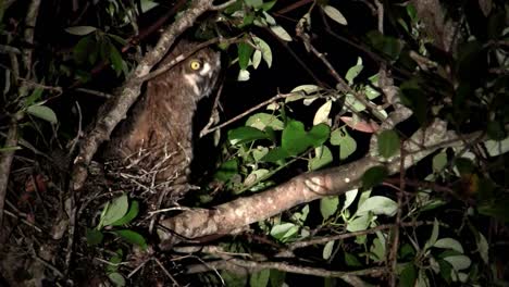 a great horned owl peers from the branches of a tree at night 3