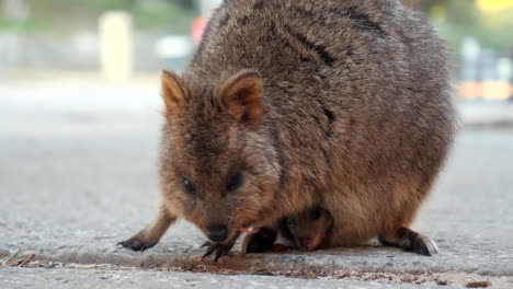 quokka bebé en la bolsa de las madres