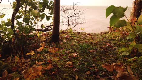 El-Viento-Del-Atardecer-De-Otoño-Pasa-Sobre-Las-Hojas-En-Wisconsin