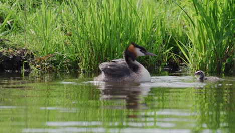 great crested grebe in its natural habitat