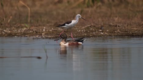 Northern-Shoveler,-Spatula-Clypeata