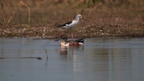 cuchara del norte, espátula clypeata