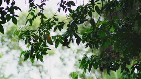 Gentle-Wind-Blows-On-Swaying-Tree-Leaves