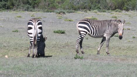 dos cebras de montaña del cabo se alimentan de hierba silvestre en sudáfrica