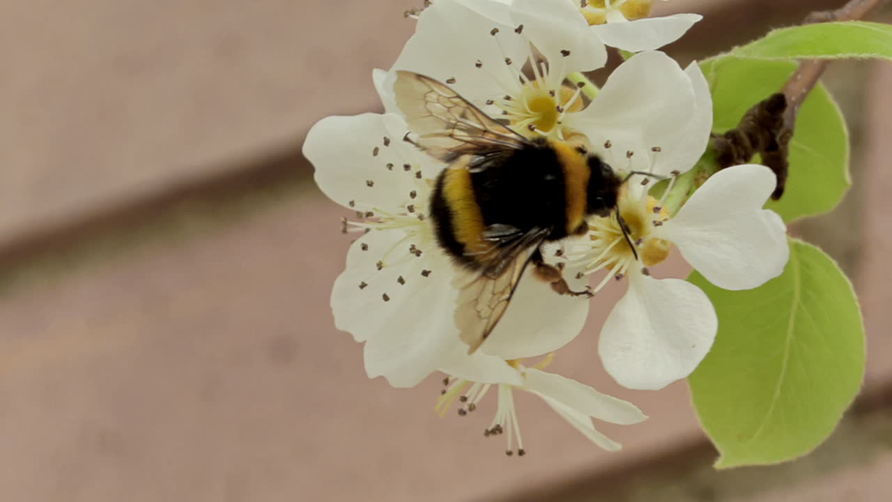 Closed frame of a Bee with its back turned collecting pollen, unfocused wooden background