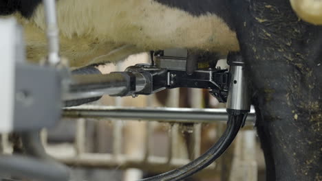 robotic arm of milking machine washing the teats of dairy cow in the stable