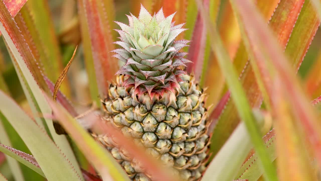 A young pineapple grows amidst vibrant foliage, captured in a 14-second time-lapse with natural lighting and close-up focus