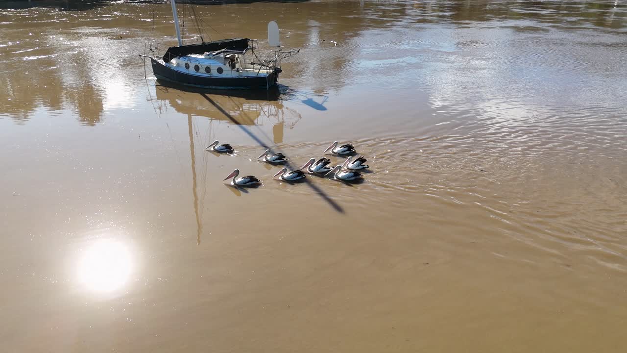 Australian pelicans glide past a moored sailboat on a sunlit river in NSW