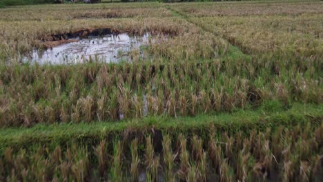flying low over geese in rice fields to reveal person at rural stylish huts, bali