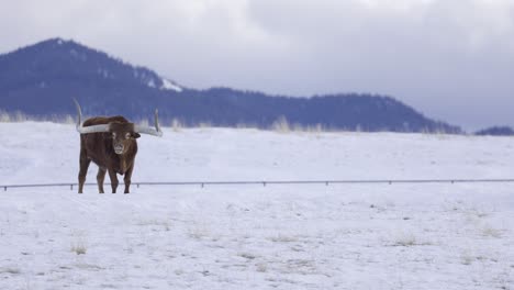 texas longhorn cattle grazing in snowy field, winter landscape, cattle ranch, 4k