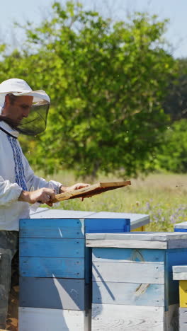 farmer inspecting bees on the apiary. wooden beehives among nature. beekeeper in protective hat examining frame with bees. apiary concept. vertical video