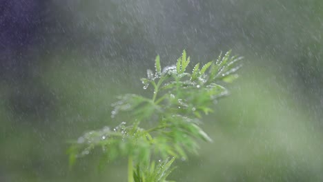 fresh dill in  peaceful mist super slowmotion centered