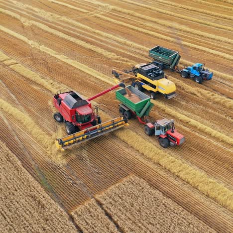 Agricultural machinery harvesting wheat.Combine harvester pouring grains on a trailer. View from above on the golden field at seasonal works. Aerial view.
