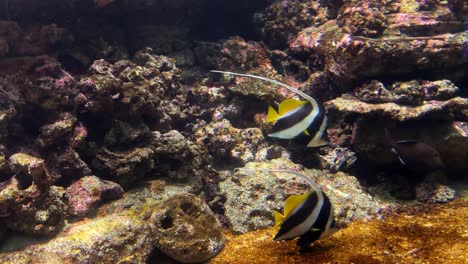 two yellow and black fish swimming near the rocky bottom in the sea