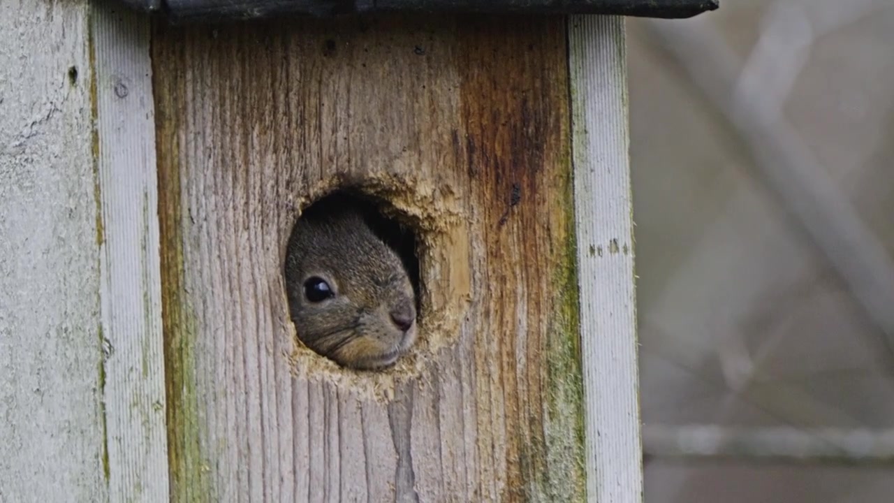 Red Squirrel Sheltering in Birdhouse – Cold Season Animal Finding Shelter