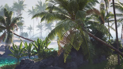 palm trees and lush vegetation on a serene tropical beach at sunrise