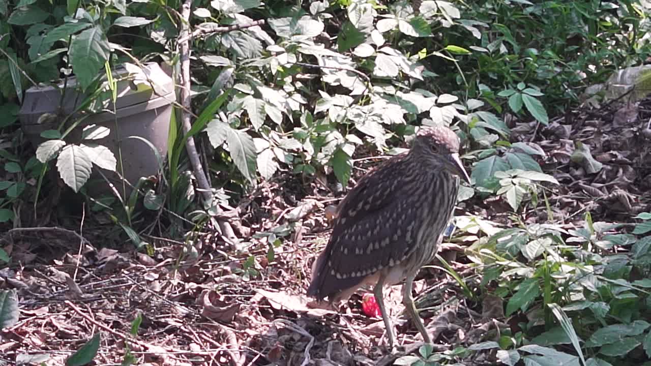 Wild Bird seen in Park in China.