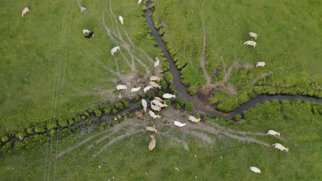 cows by a river in field