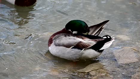 mallard duck preening herself near the shore of a lake