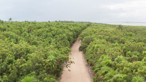 Ascending-over-lush-green-tree-tops-in-Mexico