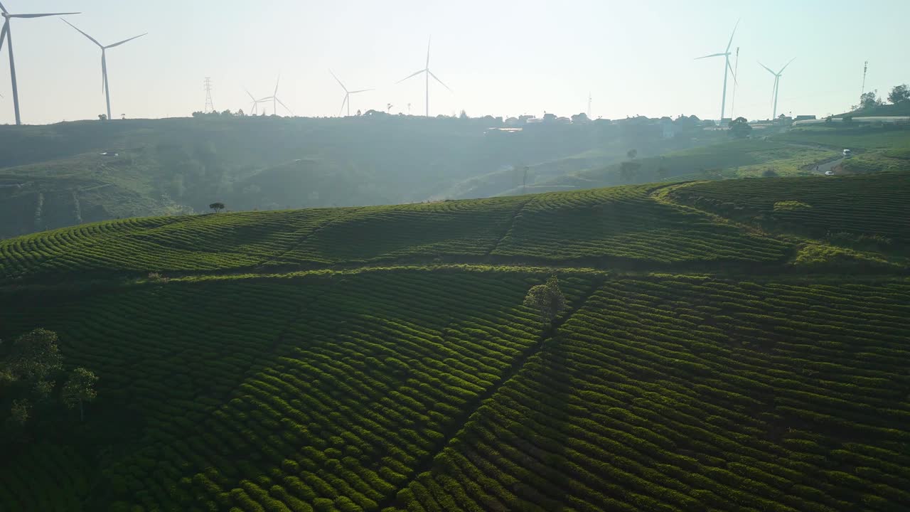 Huge tea hills under the morning sunlight in Da Lat - Vietnam | Tea fields
