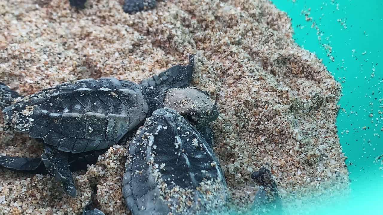 Leatherback turtles hatchlings in preparation to release