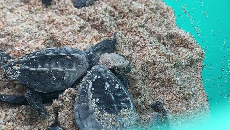 leatherback turtles hatchlings in preparation to release