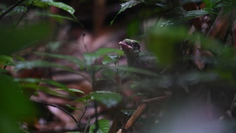 Gesehen,-Wie-Er-Auf-Einer-Stange-Auf-Dem-Waldboden-Balanciert-Und-In-Richtung-Der-Kamera-Zwitschert