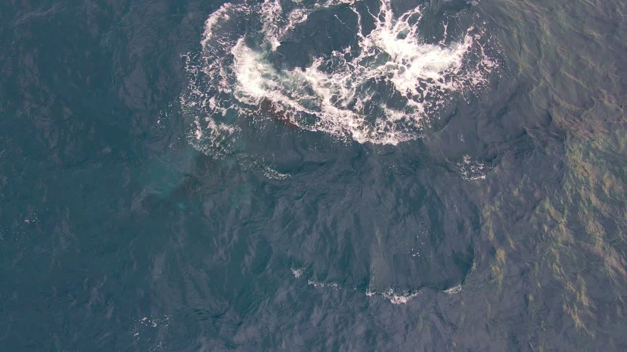 primer plano aéreo de una ballena jorobada que sopla agua en bondi beach, nueva gales del sur, australia