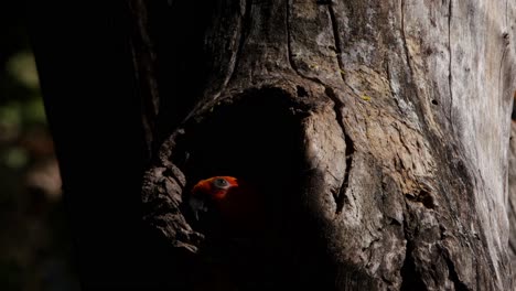 Static-shot-capturing-a-creepy-little-Sun-Parakeet,-Aratinga-Solstitialis,-bird-peeping-out-of-burrowed-nest-and-hide-right-back-in-waiting-for-its-mother-to-return-in-a-twilight,-Thailand-Asia