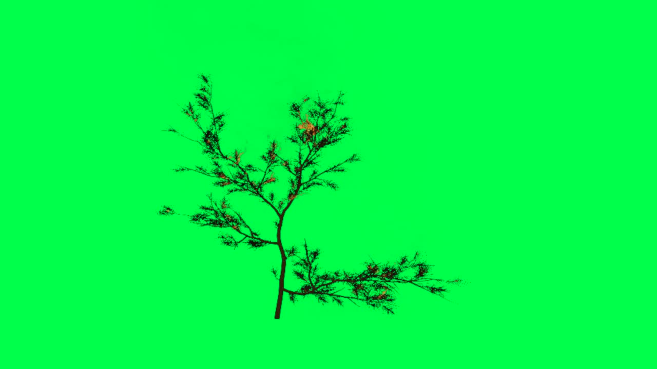 Small Tree on Green Screen