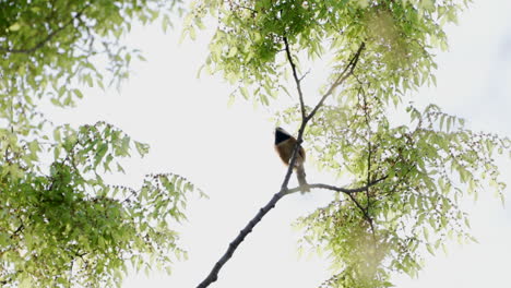 Vista-De-Un-Tit-Japonés-Posado-En-La-Rama-De-Un-árbol-Y-Luego-Voló-En-Un-Bosque-En-Tokio,-Japón---Tiro-De-ángulo-Bajo