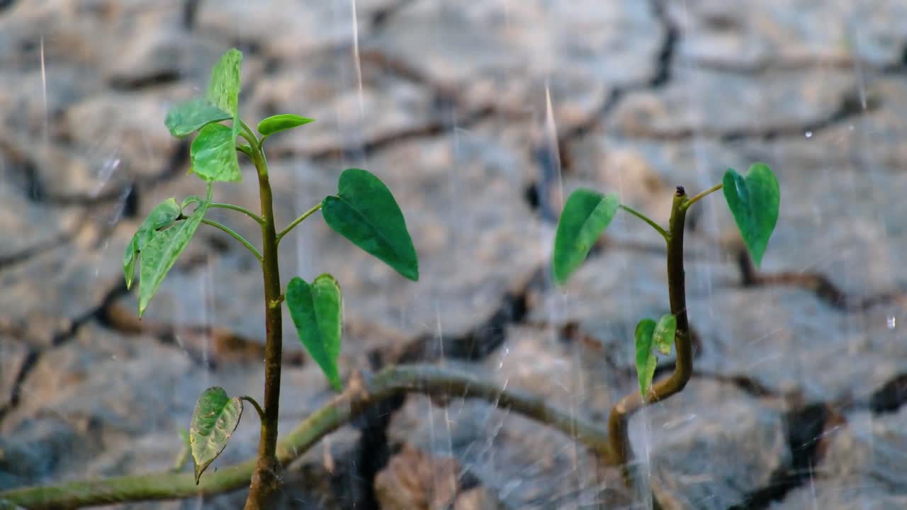 비가 은 신선한 새로운 식물은 가에 대항하여 자라며 땅이 어집니다.