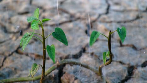 Rainfall-soaked-fresh-new-plants-growth-against-drought-cracked-land