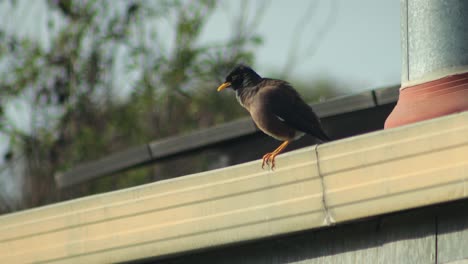 Pájaro-Miná-Indio-Común-Que-Canta-Posado-En-Un-Tejado-Con-Chimenea-Y-Paneles-Solares-Durante-El-Día,-Australia,-Gippsland,-Victoria,-Maffra