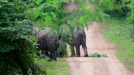 the asiatic elephants are endangered species and they are also residents of thailand