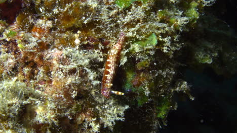 super colorful bright orange and white nudibranch with purple dots on a colorful reef background