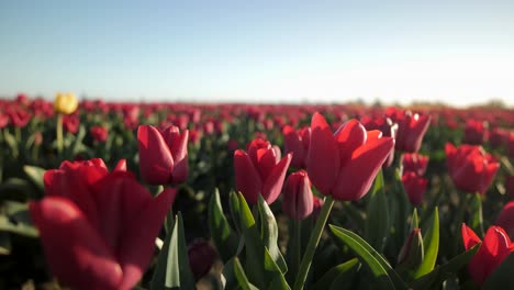 cerca del campo de tulipanes rojos