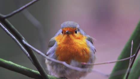 primer plano macro de un pájaro cantor petirrojo europeo en el bosque