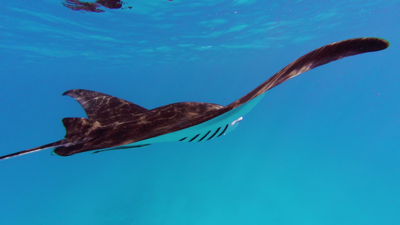 A Manta Ray Swimming on the deep Blue ocean