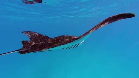 a manta ray swimming on the deep blue ocean