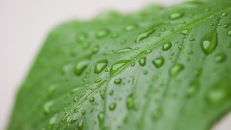 close-up of dewdrops at sunrise