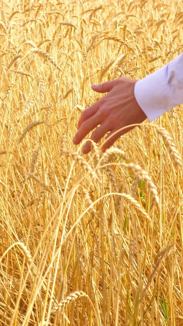Hand of a person gently touching golden wheat in a sunlit field, symbolizing nature's bounty and harvest