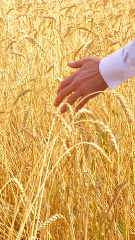 hand of a person gently touching golden wheat in a sunlit field, symbolizing nature's bounty and harvest
