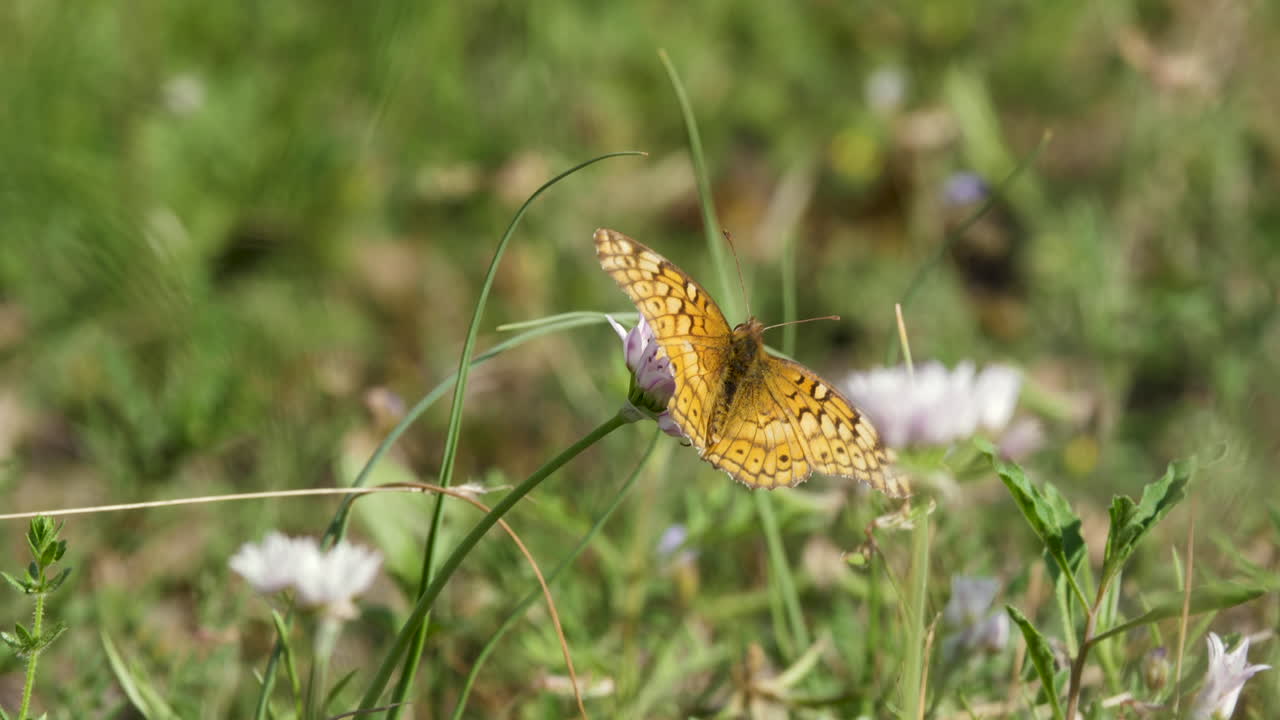 Una farfalla Fritillaria variegata posata su fiori selvatici bianchi, macro insetti del Texas