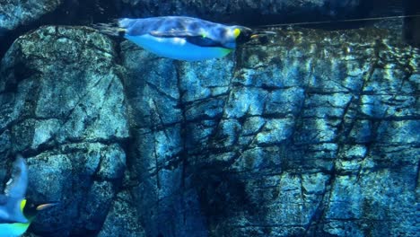 penguins swim gracefully in the clear water with a rocky underwater backdrop in tokyo